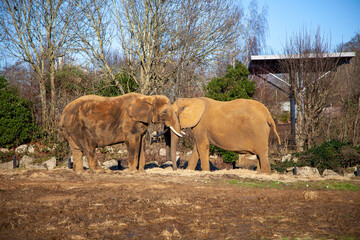 Obraz premium Elephants