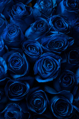 Bouquet Of Beautiful Blue Roses. Trend color classic blue. . Valentine's Day. Selective Focus. Roses wallpaper