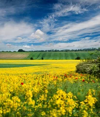 Fototapete Amazing bright colorful rapeseed field with poppies, beautiful rural landscape and sky with hills in spring © pavlobaliukh