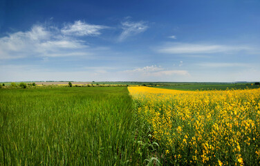 beautiful farmland, dividing the line of yellow rapeseed and green field