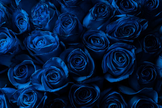 Bouquet Of Beautiful Blue Roses. Trend color classic blue. . Valentine's  Day. Selective Focus. Roses wallpaper Stock Photo | Adobe Stock