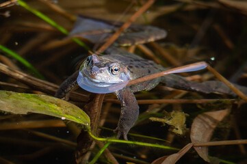 Frog floating looking out from a pond