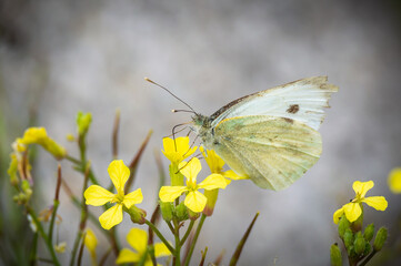 Large White butterfly looking a bit tatty