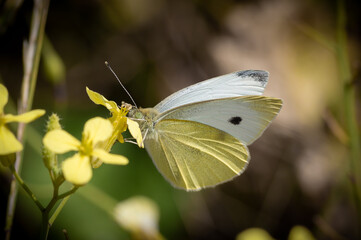 Large White butterfly on Sea Radish