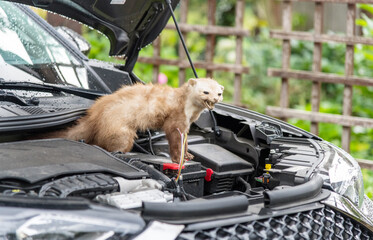 Marten at a cars engine compartment causing trouble and biting cables - obrazy, fototapety, plakaty