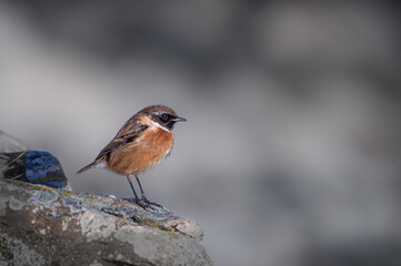 Stonechat male posed on a rock.