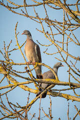 Wood pigeon pair in the bare branches of a tree.