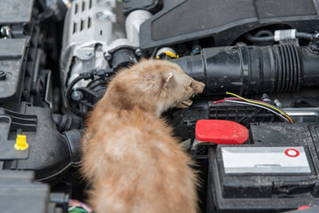 Marten at a cars engine compartment causing trouble and biting cables