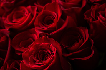 Bouquet Of Beautiful red Roses. Trend color classic red. . Valentine's Day. Selective Focus. Roses wallpaper. Background