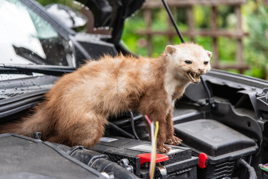 Marten at a cars engine compartment causing trouble and biting cables