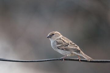 A House Sparrow on branch, Passer domesticus