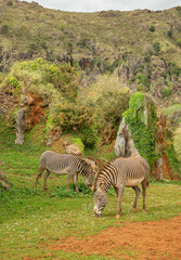 Obraz premium Zebras eating outdoors