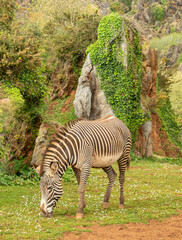 Fototapeta na wymiar Zebra eating outdoors