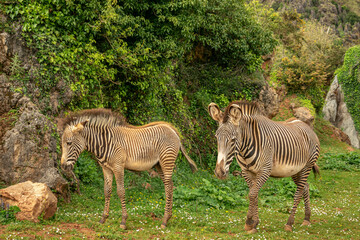 Fototapeta na wymiar Zebras walking outdoors