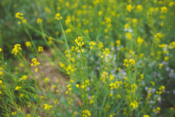 planting small and delicate yellow flowers