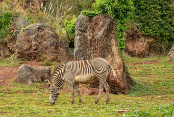 Zebra eating outdoors