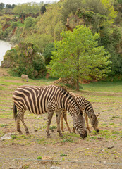 Fototapeta na wymiar Zebras eating outdoors