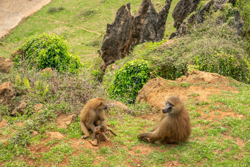 Monkeys taking care of their child sitting on a mountain