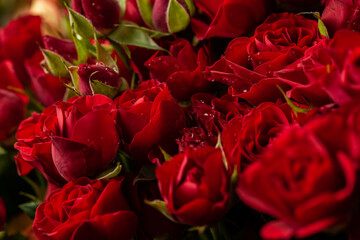 Naklejka premium Bouquet Of Beautiful red Roses. Trend color classic red. . Valentine's Day. Selective Focus. Roses wallpaper. Background
