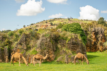 Camels eating in the field