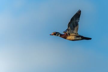 Male Wood Duck in Flight