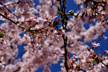 桜