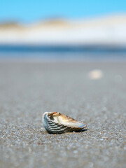 Fototapeta na wymiar Close up of a seashell on a beach