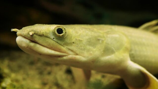 Senegal bichir (Polypterus senegalus) close-up
