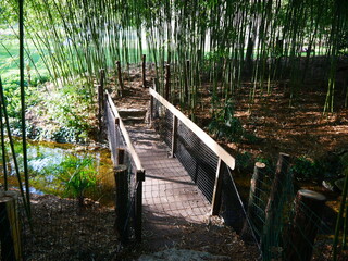 Foret de bambou bien vert et solide, environnement complètement asiatique, bien entretenu, fond...
