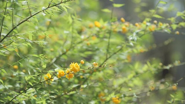 初夏の晴れ間のヤエヤマブキの花