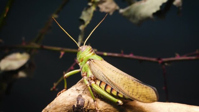 Giant grasshopper (Tropidacris collaris), close-up