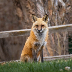 Red fox (Vulpes vulpes) portrait making eye contact Colorado, USA