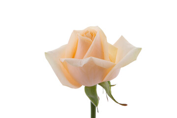 Rose close-up on a white background
