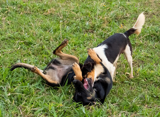 Two dogs playing with each other on the grass