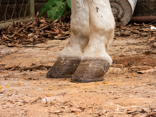 white horse hooves, coronet and fetlock