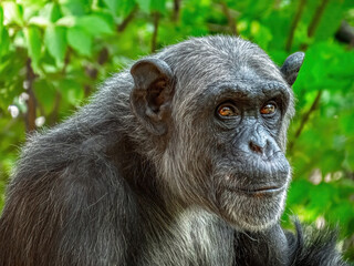 Elderly Female Chimpanzee