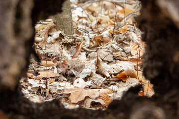 View of dead leaves on the forest floor through a log