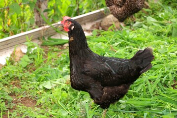 Turkey: Ordu organically fed black village chicken