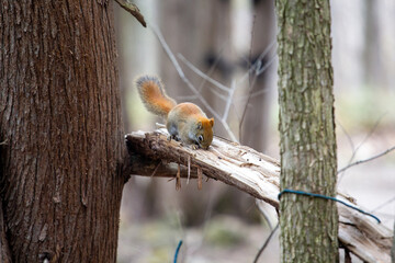 Red squirrel on a branch