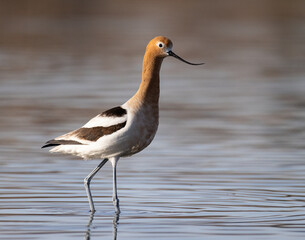American avocet (Recurvirostra americana) wading in pond Colorado, USA