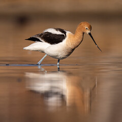 American avocet (Recurvirostra americana) wading in pond Colorado, USA