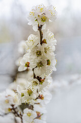 Blooming apricot branch in the spring garden. Growing apricot. Gardening.