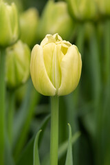 Tulips close up
