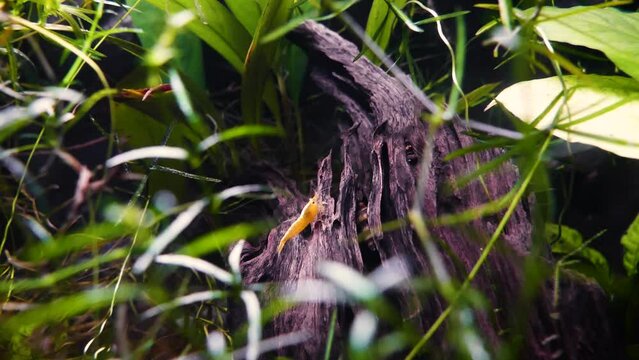 Yellow goldenback shrimp (Neocaridina davidi), cherry shrimp, macro