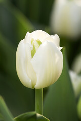 Tulips close up
