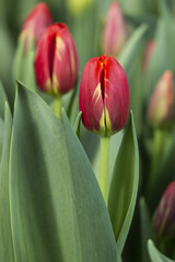 Tulips close up
