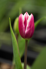 Naklejka premium Tulips close up 