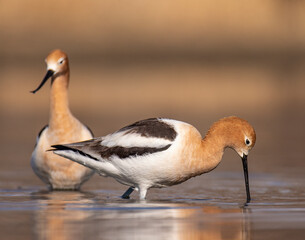 American avocet (Recurvirostra americana) wading in pond Colorado, USA