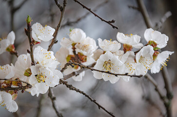 Blooming apricot branch in the spring garden. Growing apricot. Gardening.