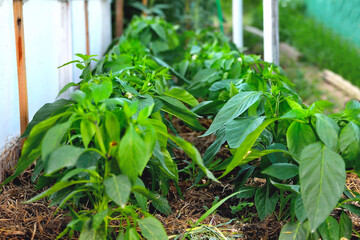 pepper bushes, young pepper plants in a village mini greenhouse, selective focus, soft focus